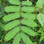 Calliandra houstoniana পাতা