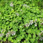 Geranium renardii Habit