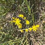 Petrosedum amplexicauleFlower