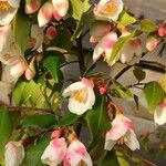 Camellia rosthorniana Leaf