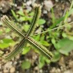 Dactyloctenium aegyptium Flor