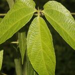 Dalechampia websteri Hoja