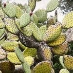 Opuntia leucotricha Blatt