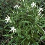 Hippobroma longiflora Агульны выгляд