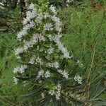 Echium decaisnei Flower