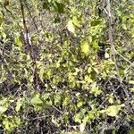 Lantana viburnoides Blad