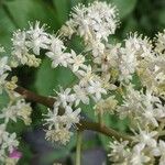 Rodgersia aesculifolia Flor