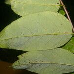Phyllanthus skutchii Blad