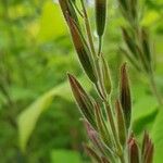 Salvia elegans Altul/Alta