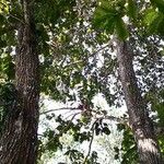 Quercus pachyloma Habit