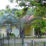 Dypsis decaryi Агульны выгляд