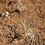 Eragrostis racemosa Habitat