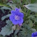 Phacelia campanularia 花