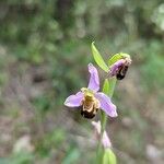 Ophrys apiferaKwiat