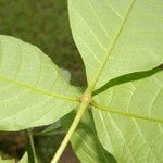 Vitex cooperi Hoja