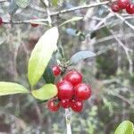 Ilex vomitoria Fruit