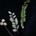 Phyllanthus clarkei Habit