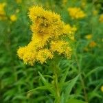 Solidago giganteaFlower