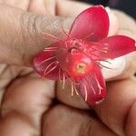 Ochna serrulata Flower