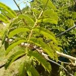 Acacia angustissima Hoja