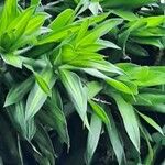 Dracaena fragrans Leaf