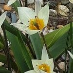 Tulipa turkestanica Flor