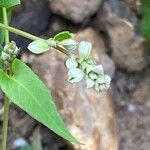 Fallopia convolvulus Квітка