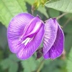 Centrosema virginianum Flor