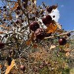 Quercus lusitanica Fruit