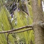 Pinus patula Bark