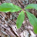 Quercus imbricaria Hoja