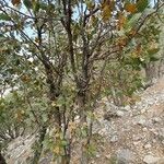 Quercus brantii Yeri