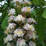 Aesculus hippocastanumFlower