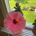 Hibiscus rosa-sinensisKvět