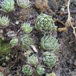 Orostachys spinosa List