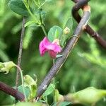 Lathyrus tuberosusЦветок