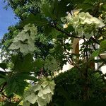 Hydrangea quercifolia Habitus