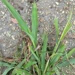Paspalum fimbriatum Лист