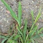 Paspalum fimbriatum Folha