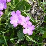 Primula hirsuta Flor