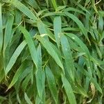 Phyllostachys aurea Folha