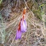 Dierama cupuliflorum Flower