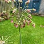 Allium siculum Floare