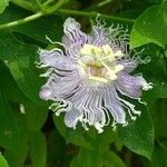 Passiflora incarnata Květ