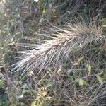 Elymus canadensis Fruit