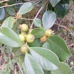 Psidium cattleyanum Fruit
