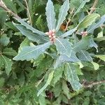 Quercus castaneifolia Leaf