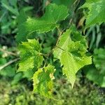 Vitis riparia Leaf