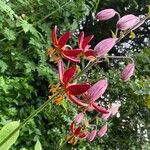Lilium martagon Cvet