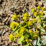Euphorbia macroclada Other
